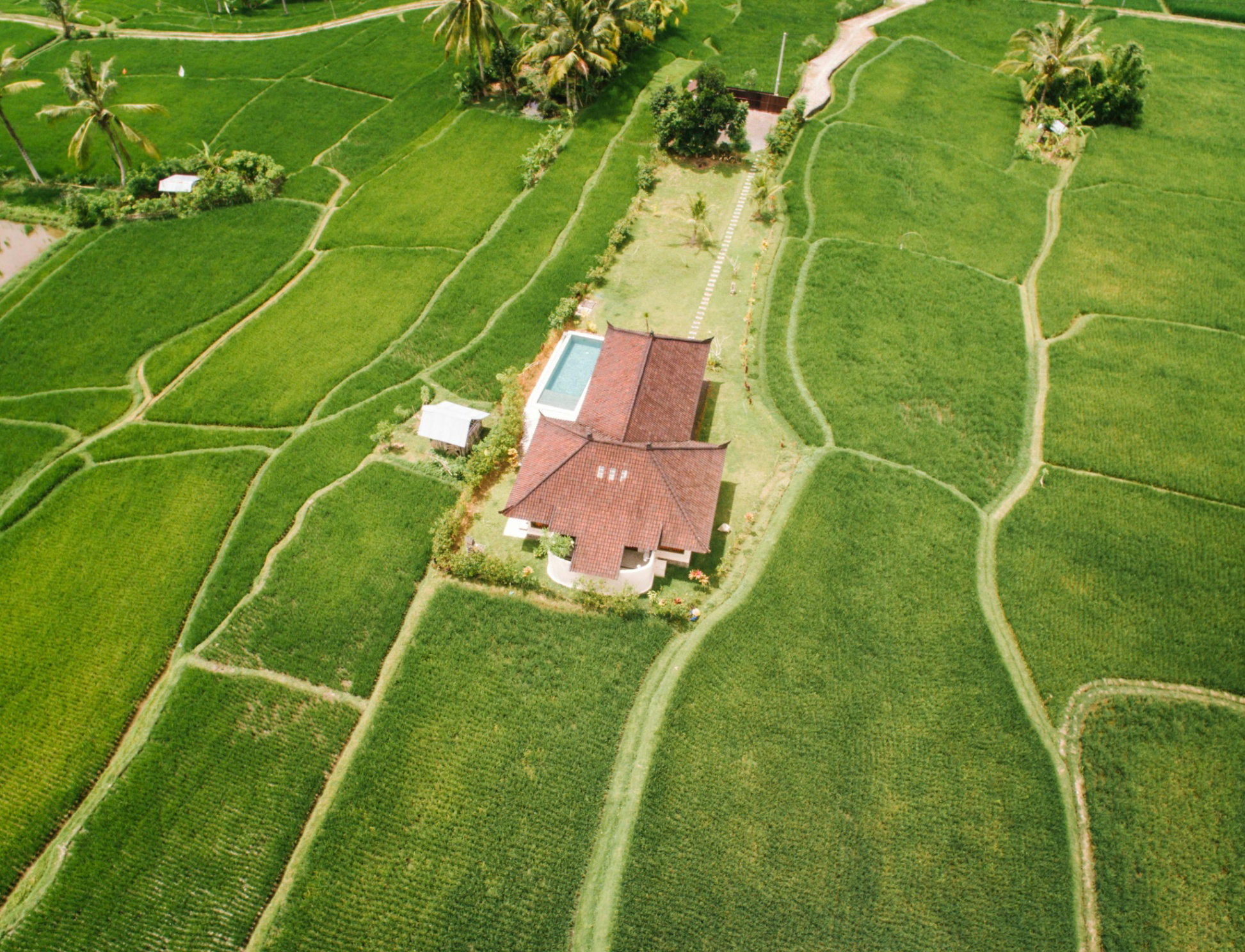 Rice field terrace aerial