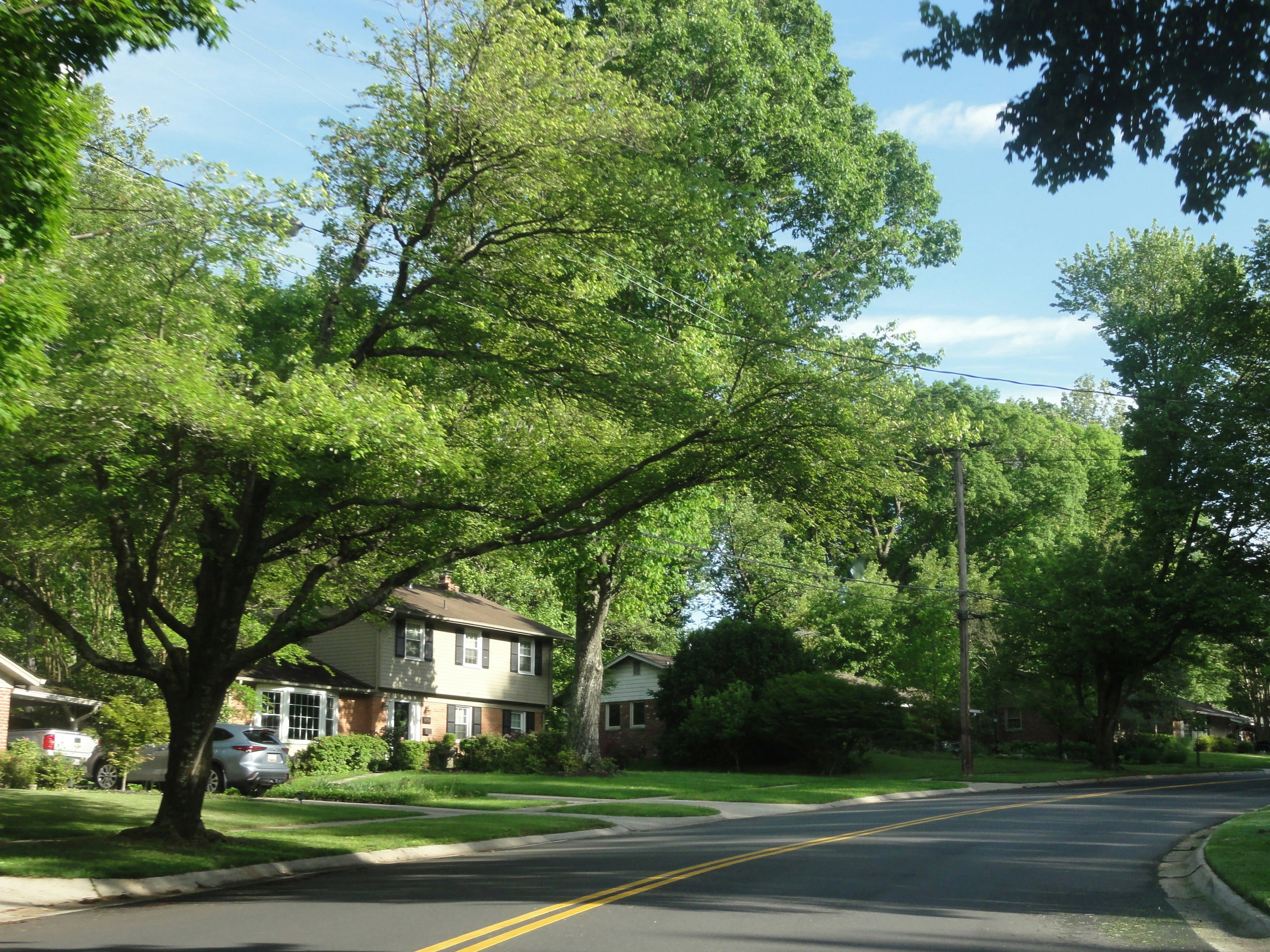 A residential street lined with large, leafy trees